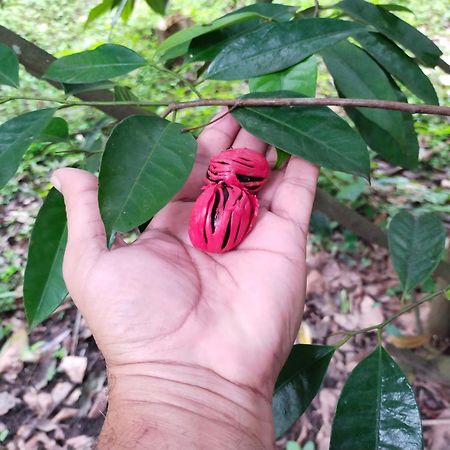 Philip Mary Farm Stay Thekkady Ngoại thất bức ảnh