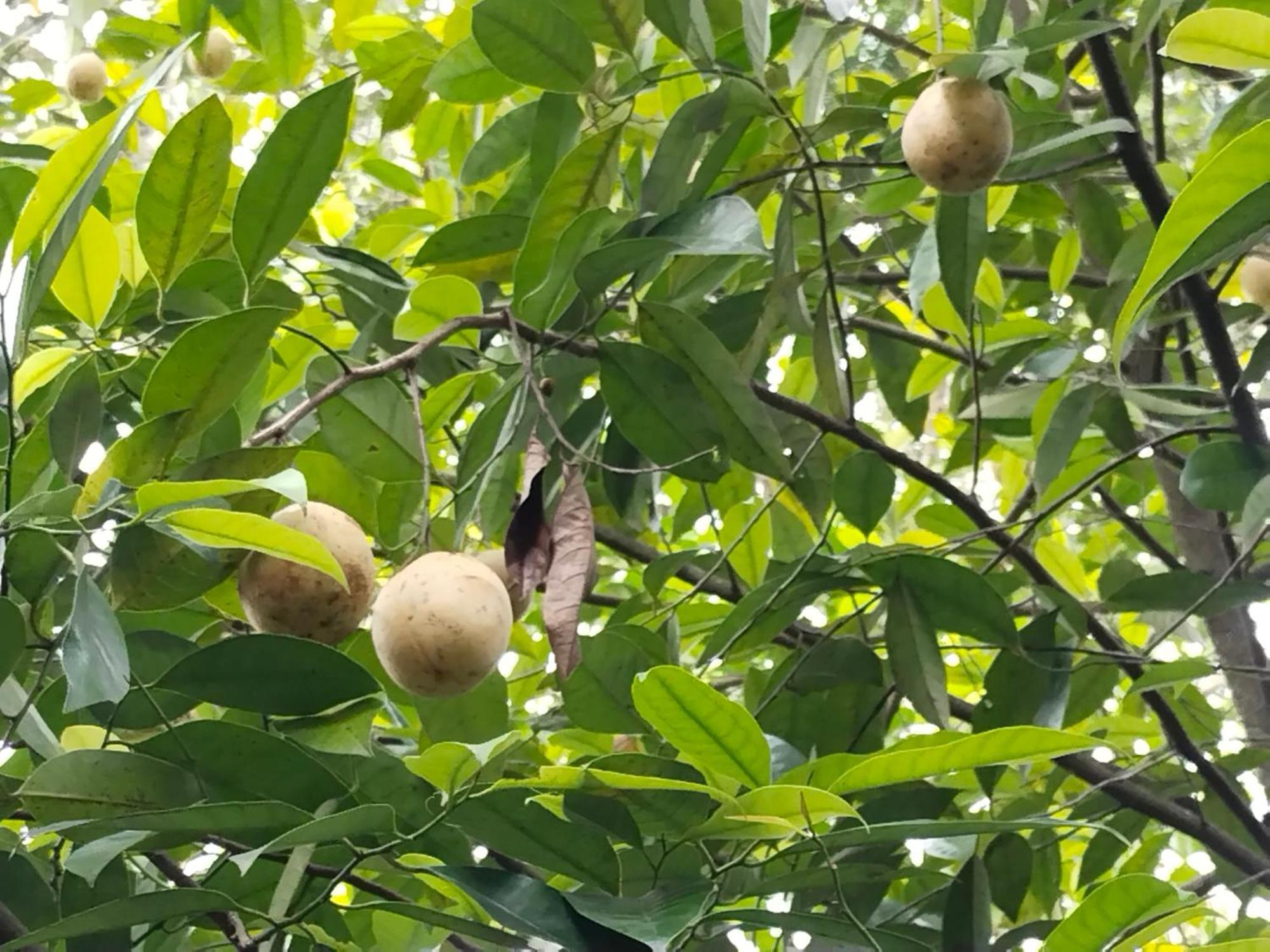 Philip Mary Farm Stay Thekkady Ngoại thất bức ảnh