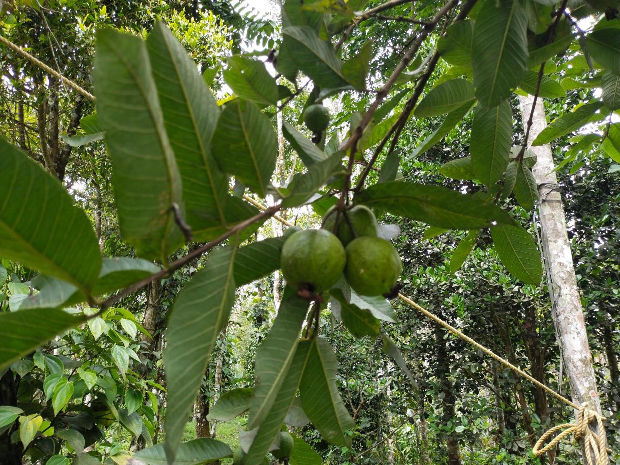 Philip Mary Farm Stay Thekkady Ngoại thất bức ảnh