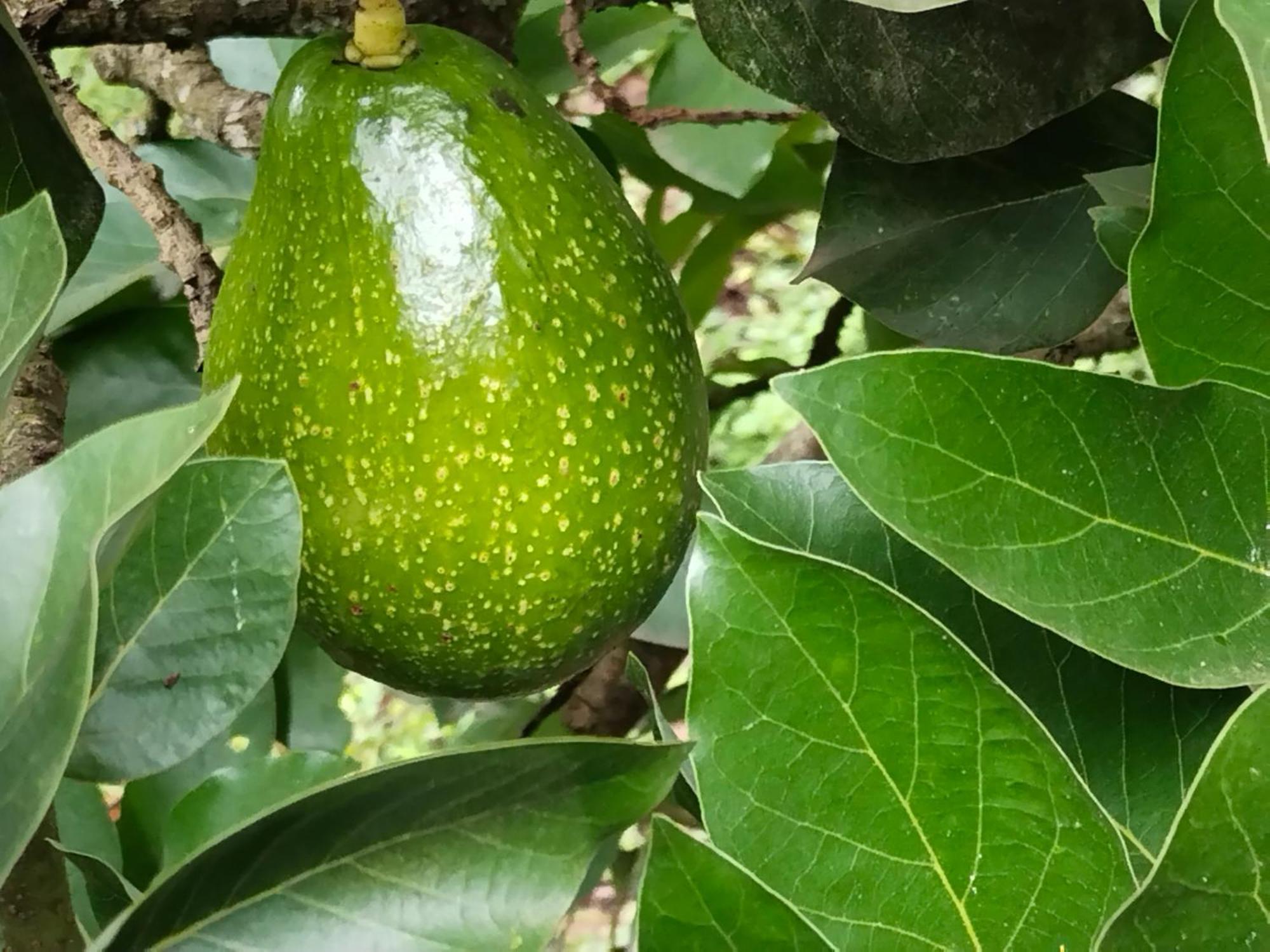 Philip Mary Farm Stay Thekkady Ngoại thất bức ảnh